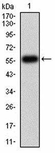 ATG14L Antibody