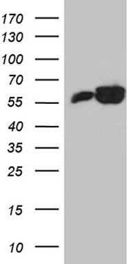 ATG16L1 antibody