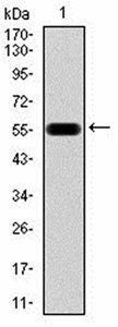 ATG16L1 Antibody