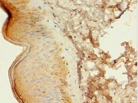 ATG16L1 Antibody