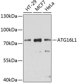 ATG16L1 antibody