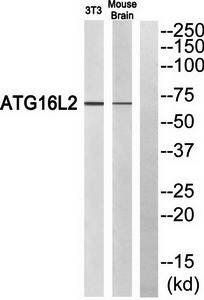 ATG16L2 antibody