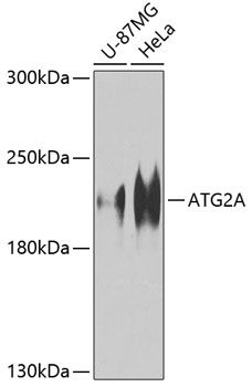 ATG2A antibody