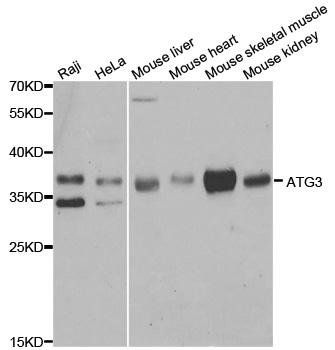 ATG3 antibody