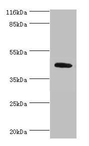 ATG4A antibody