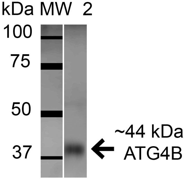 ATG4B Antibody
