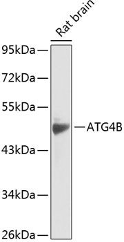 ATG4B antibody