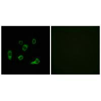 ATG4C antibody