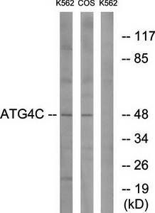 ATG4C Antibody