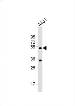 ATG4D antibody
