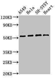 ATG4D antibody