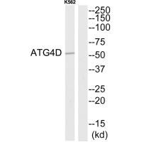 ATG4D antibody