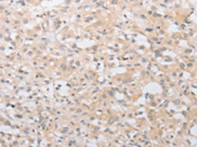 ATG9A Antibody