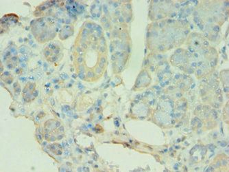 ATG9B Antibody