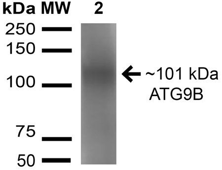 ATG9B Antibody