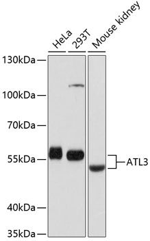 ATL3 antibody