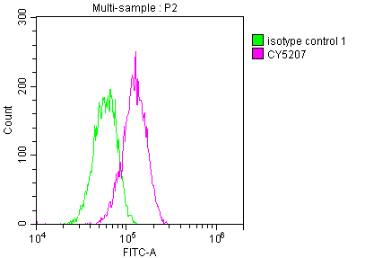 ATM Recombinant Monoclonal Antibody