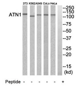 ATN1 antibody