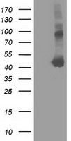 ATP citrate lyase (ACLY) antibody