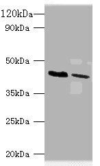 ATP-sensitive inward rectifier potassium channel 1 antibody