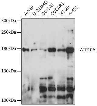 ATP10A antibody