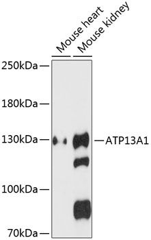 ATP13A1 antibody
