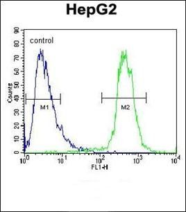 ATP13A3 antibody
