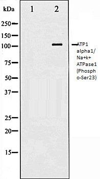 ATP1 alpha1/Na+k+ ATPase1 (Phospho-Ser23) antibody