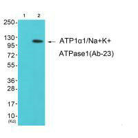 Atp1a1 (Ab-23) antibody