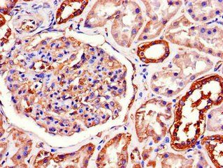 ATP1A1 Antibody
