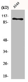 ATP1A1 Antibody