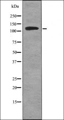 ATP1A1 (Phospho-Tyr260) antibody