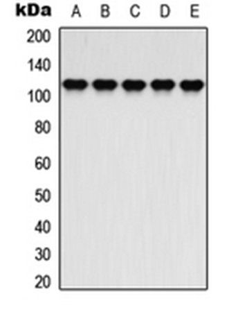 ATP1A2 antibody
