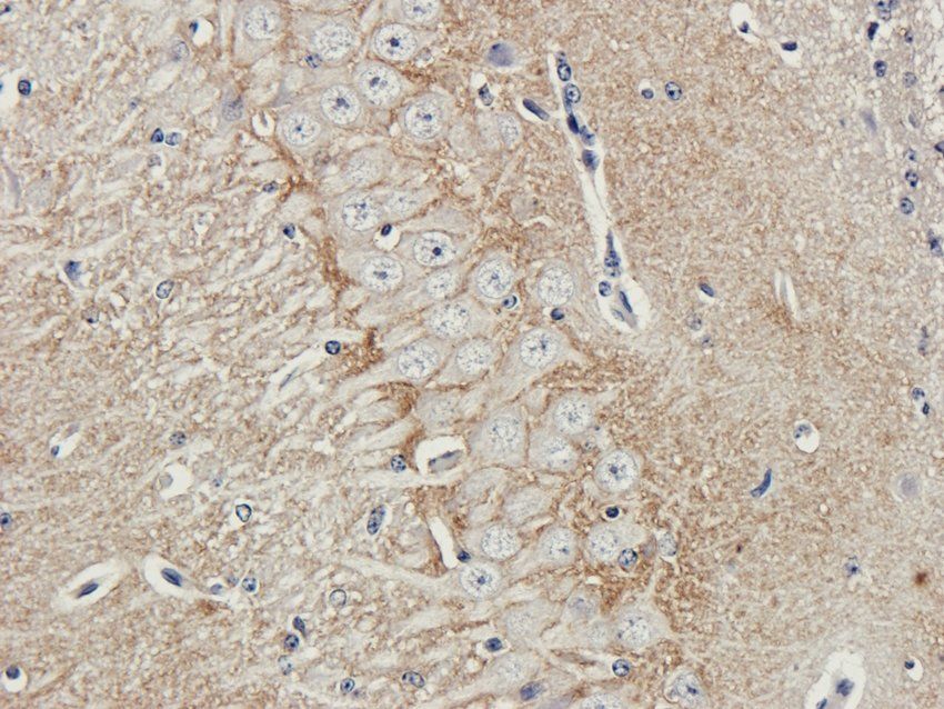 ATP1A2 antibody