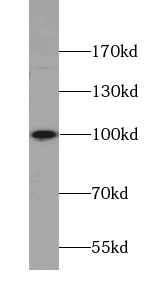 ATP1A2-Specific antibody