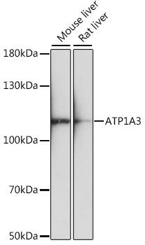 ATP1A3 antibody