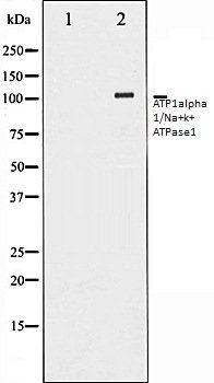 ATP1alpha1/Na+k+ ATPase1 antibody