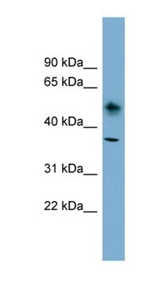ATP1B1 antibody