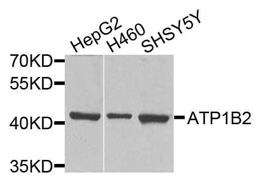 ATP1B2 antibody