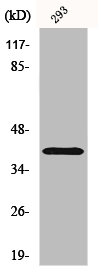 ATP1B3 antibody