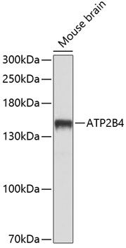 ATP2B4 antibody