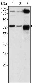 ATP2C1 Antibody
