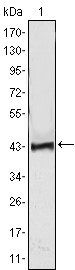 ATP2C1 Antibody