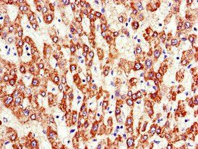 ATP5F1A Antibody