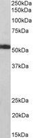 Goat anti-ATP5A1 Antibody