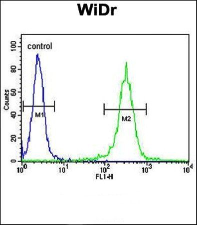 ATP5B antibody