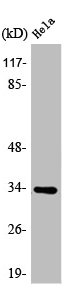 ATP5C1 Antibody