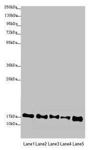 ATP5D antibody