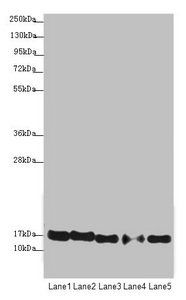 ATP5F1D Antibody