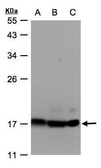 ATP5D Rabbit Polyclonal Antibody
